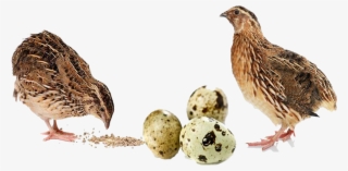 Buy Quail Feed Online For Sale Quail Feed Manufacturers, - Quail Egg