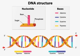 A Diagram Showing The Structure Of Dna - Nucleotide Structure