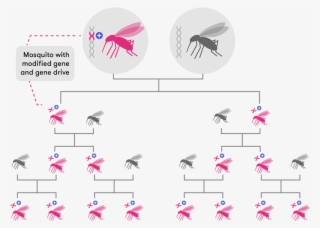 A Diagram Showing The Inheritance Pattern Of A Modified