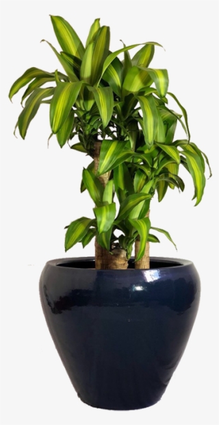 Pau D' Água - Flowerpot