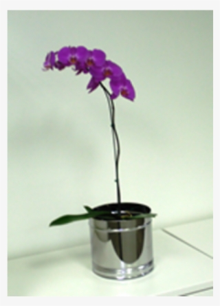 Cachepô De Mesa, 20 X 20 Cm, De Inox, Com Gaveta Coletora - Moth Orchid