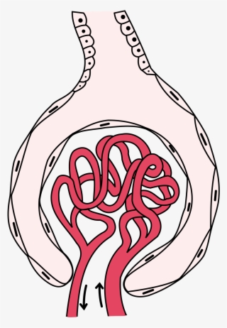 Bowman's Capsule - Basement Membrane Bowman's Capsule