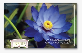Invitación Día De Las Madres - Blue Lotus Flower Hq