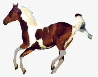 Aesthetically Beautiful Horse Png - Art Of Photography