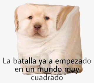 Momo Sticker - Labrador Retriever