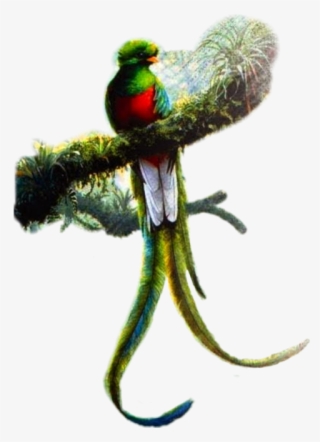 Resplendent Quetzal Art