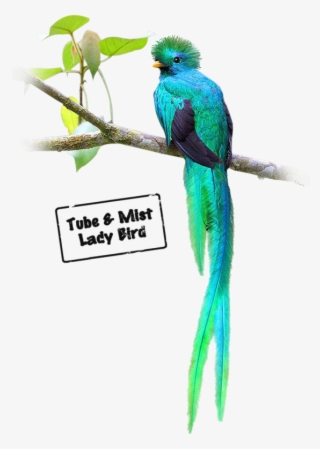 Oiseaux Quetzal - Budgie