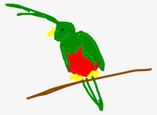 Quetzal - Illustration