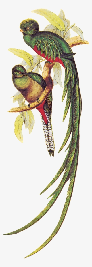 31 Gennaio - Quetzal Illustration