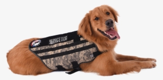 It's That Season When We're All Thinking About Some - Companion Dog