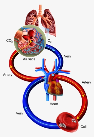 Oxygen, Carbon Dioxide, And Energy