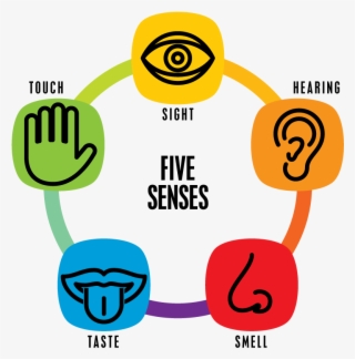 Thumb Image - 5 Senses
