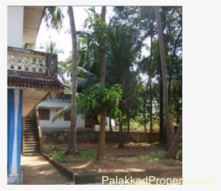 For Sale, 29cent Property With Cocunut Trees, Mango - Attalea Speciosa