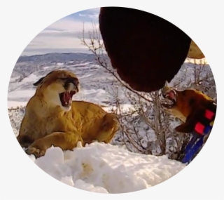 What's A Battle Dog - Masai Lion