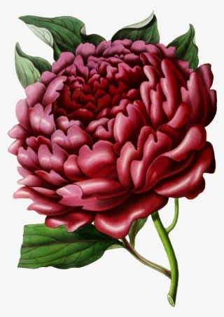 Blooming Red Hd Flowers Decorative Element Design - Chrysanths