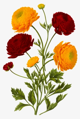 Blooming Flowers Decorative Element Design - Illustration