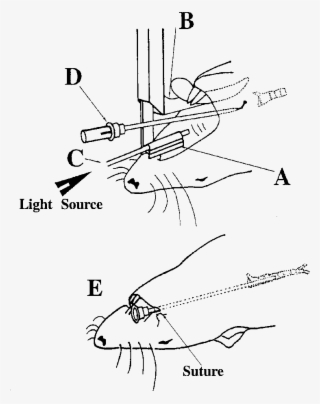 The Short Blade Puts Pressure Against The Upper Incisors, - Line Art