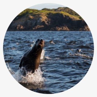 Featured Tweet - - California Sea Lion