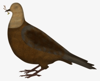 Noah Sends Out A Dove - Pigeons And Doves