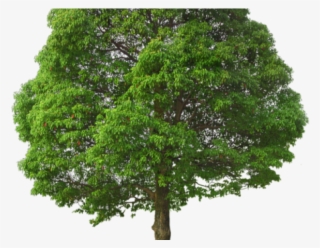 Photoshop Clipart Arch Tree - รูป ต้นไม้ Png