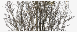 Previous - Next - Pond Pine