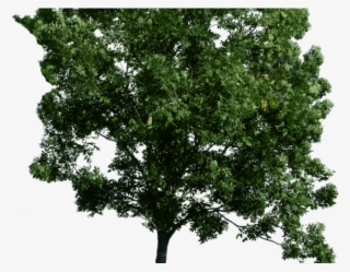 Photoshop Clipart Tree - Tree Png For Photoshop