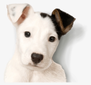 Healthy, Simple - Russell Terrier