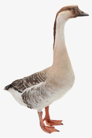 White Duck Png Image - ห่าน Png