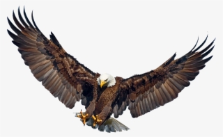 Eagle Landing Wings Spread - Flying Philippine Eagle Png