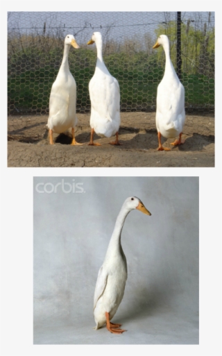 White - White Duck Long Neck