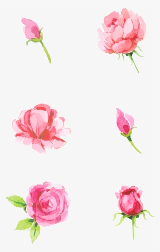 Rose Pink Element Minimalist Png And Psd - Hybrid Tea Rose