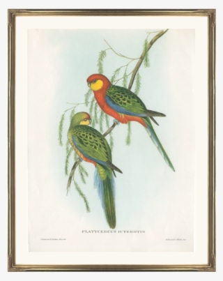 John Gould Prints