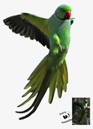 Parrot Cut Out - Green Parrot Flying Png