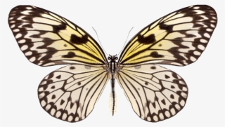 Butterfly - Beautiful Butterfly