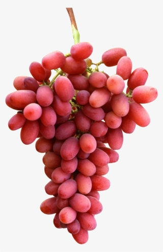 Crimson Seedless Tüplü Fidan