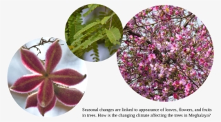 Panel3 - Bougainvillea