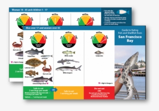Brochure Shark - San Francisco Bay Fishes