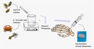 The Surface Morphology And Microstructure Of The Gels - Chitosan Tissue Engineering