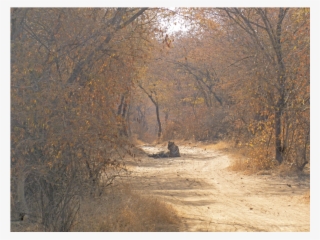 We Really Did See A Tiger - Grove