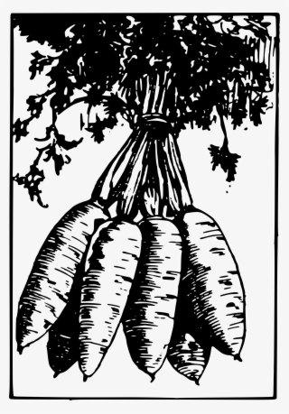 Vector Royalty Free Library Carrot Clipart Bunch - Bunchclipart