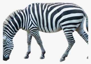 Zebra Png Transparent Images - Portable Network Graphics