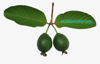 Guava - Persian Lime