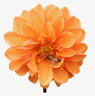 Dahlia, Dahlias, Bees, Autumn, Asteraceae - Dahlia