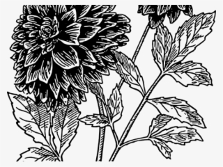Dahlia Clipart Black And White - Hindi Bro Sister Status