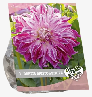 7210 Dahlia Bristol Stripe Per 1 Urban Flowers - Chrysanths