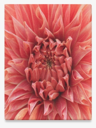 Protea