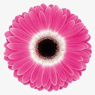 Cubanita® - Transvaal Daisy
