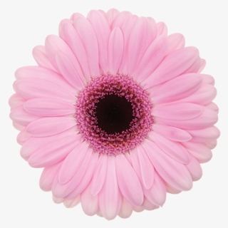 Florist Holland Gerbera Specialist - Gerbera Abraxas