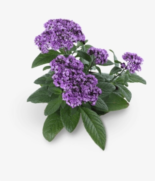 Heliotrope Png