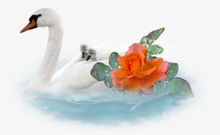 Laminated Poster Isolated Chicks Love Romantic Cut - Kuğu Png